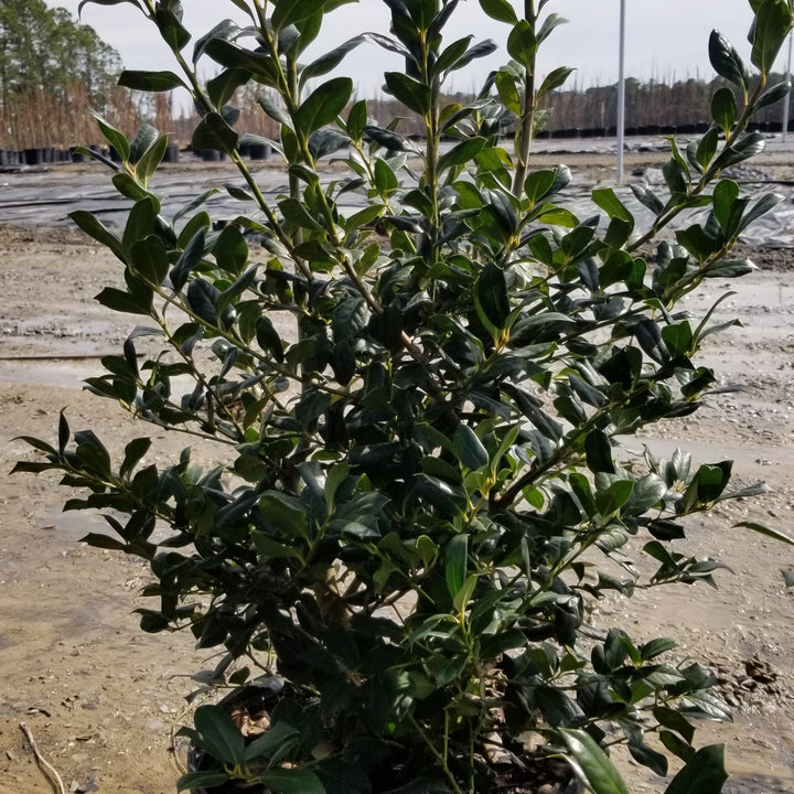 Ilex 'Nellie R. Stevens' ~ Nellie R. Stevens Holly-ServeScape