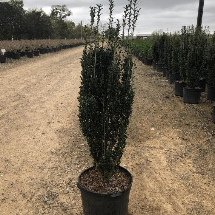 Ilex crenata 'Sky Pencil' ~ Sky Pencil Japanese Holly-ServeScape