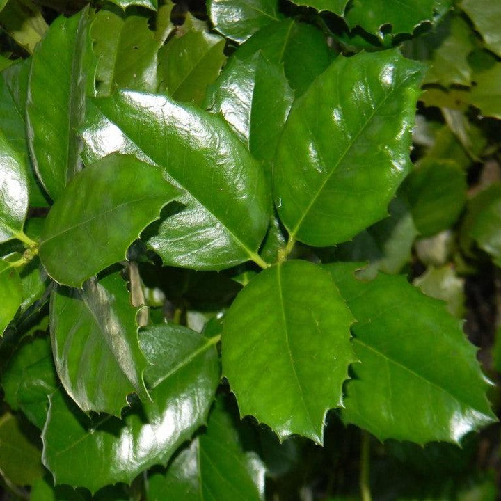 Ilex 'Emily Bruner' ~ Emily Bruner Holly-ServeScape