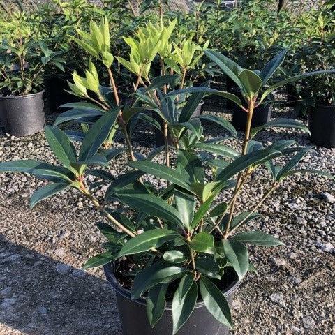 Illicium floridanum 'Aztec Fire' ~ Aztec Fire Anise-ServeScape