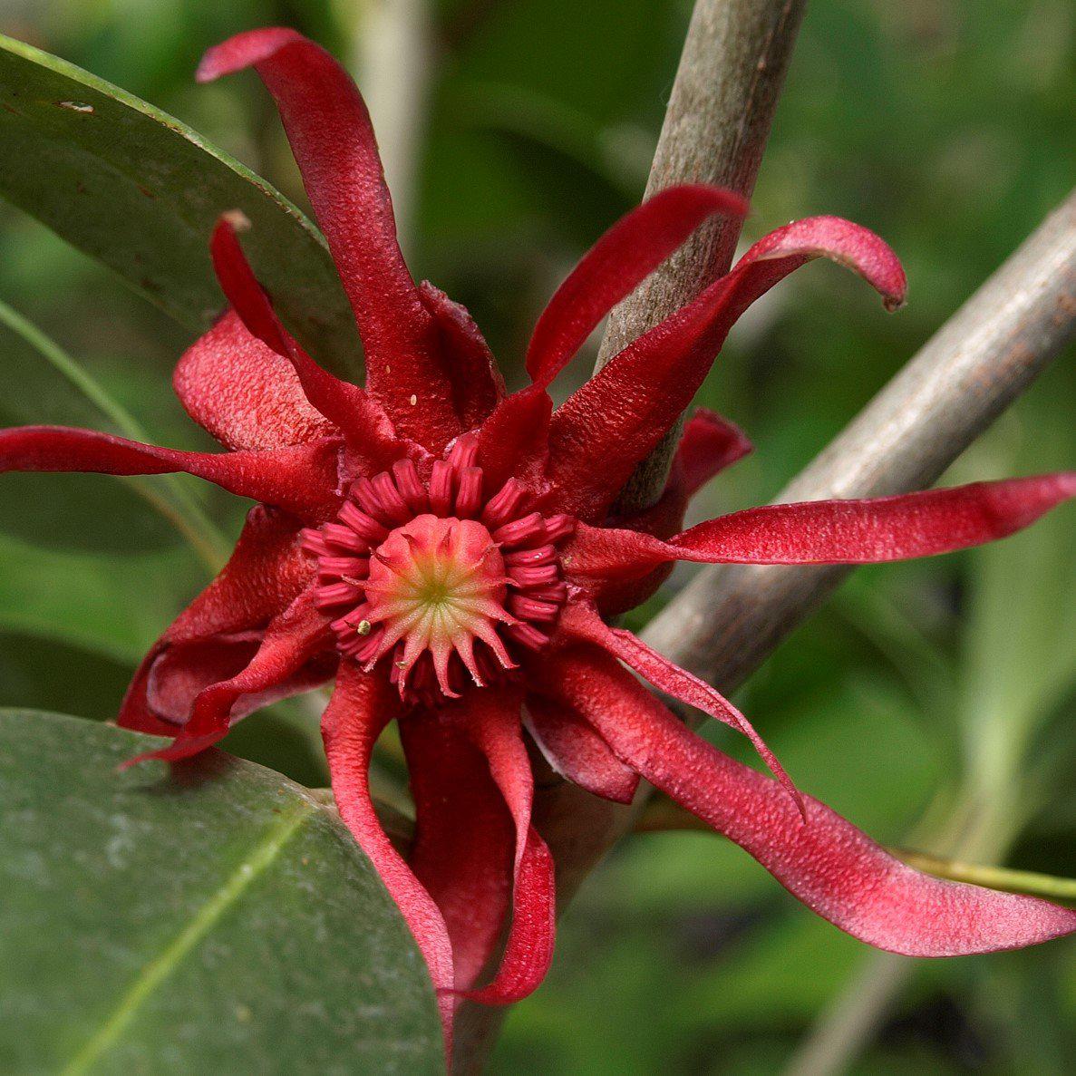 Illicium floridanum 'Aztec Fire' ~ Aztec Fire Anise - Delivered By ServeScape