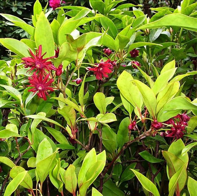Illicium ffloridanum ‘JCJC’ ~ Miss Scarlett® Anise-ServeScape