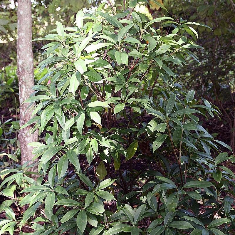 Illicium ffloridanum ‘JCJC’ ~ Miss Scarlett® Anise-ServeScape