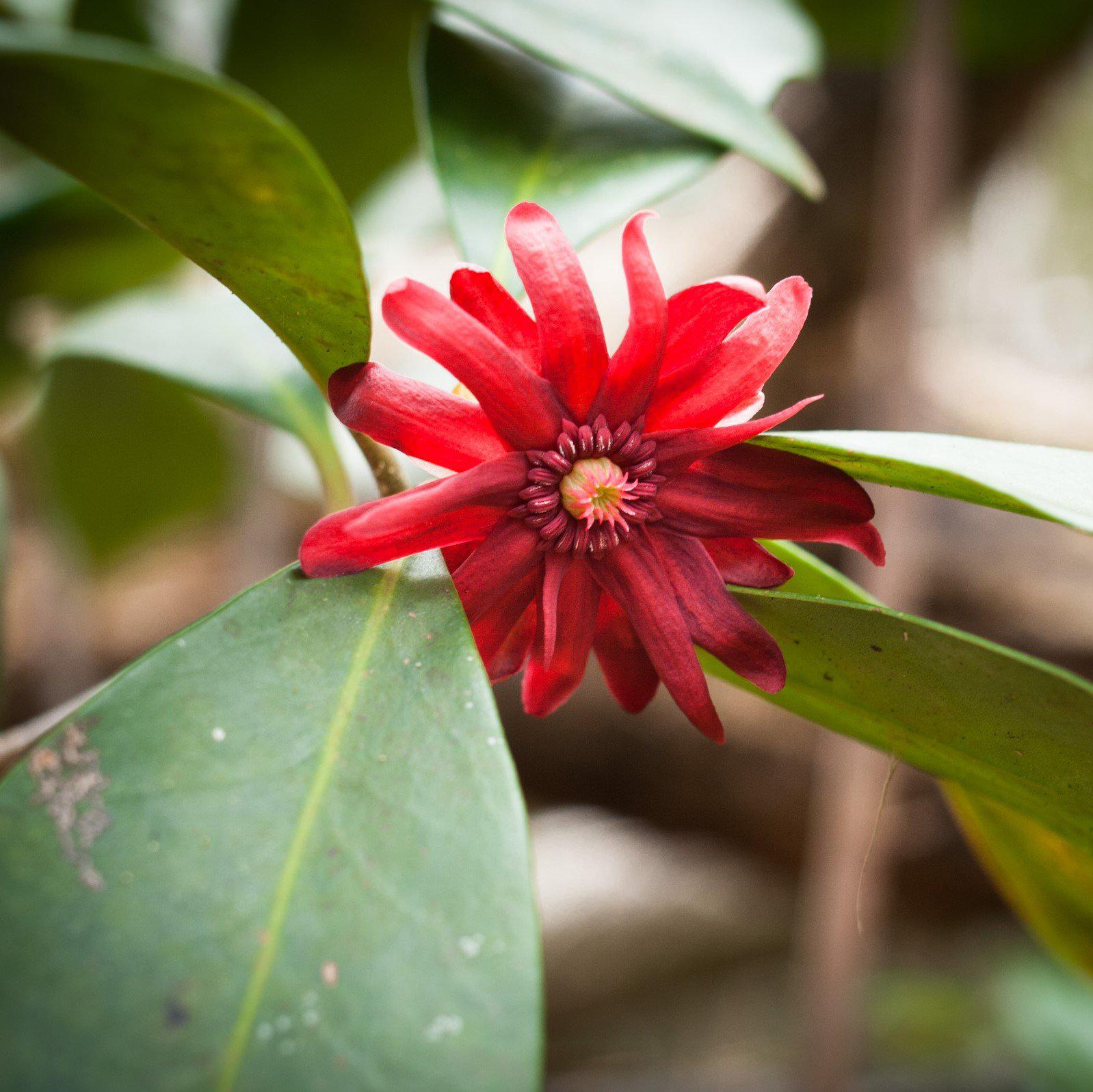 Illicium ffloridanum ‘JCJC’ ~ Miss Scarlett® Anise-ServeScape