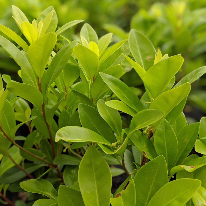 Illicium parviflorum 'Florida Sunshine' ~ Florida Sunshine Anise - Delivered By ServeScape
