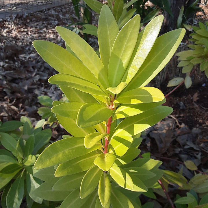 Illicium parviflorum 'Florida Sunshine' ~ Florida Sunshine Anise-ServeScape