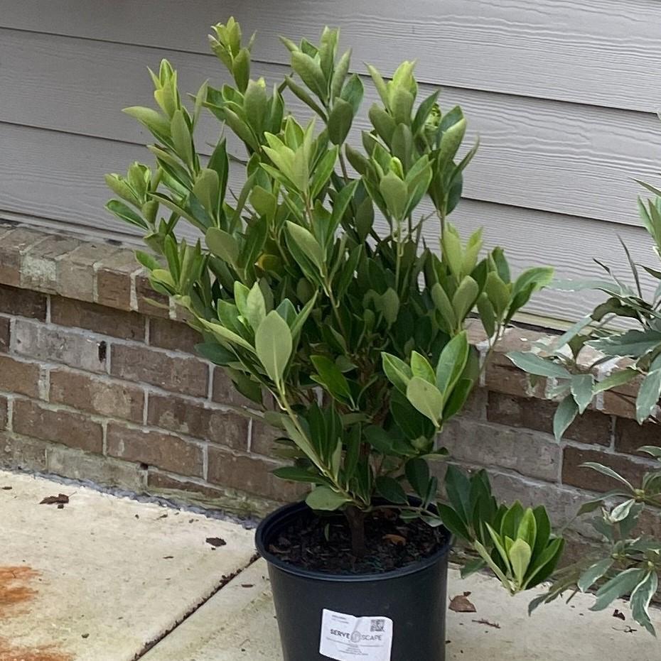 Illicium parviflorum 'Forest Green' ~ Forest Green Anise-ServeScape