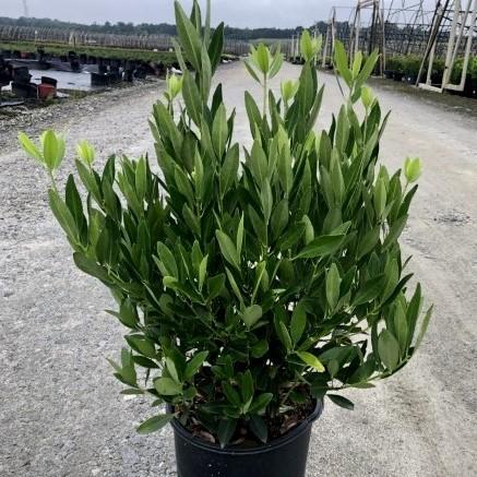 Illicium parviflorum ~ Ocala Anise, Yellow Anise-ServeScape