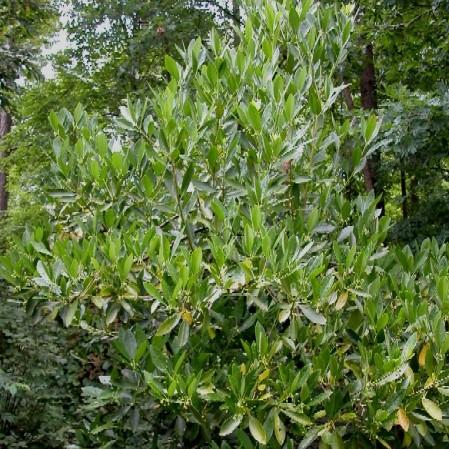 Illicium parviflorum ~ Ocala Anise, Yellow Anise-ServeScape