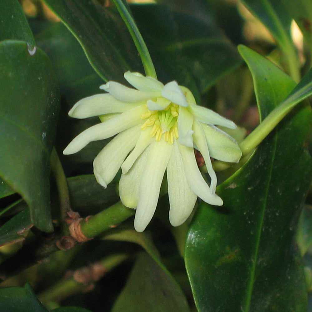 Illicium x ‘NCIH2’ ~ Orion Anise, Star Flower-ServeScape
