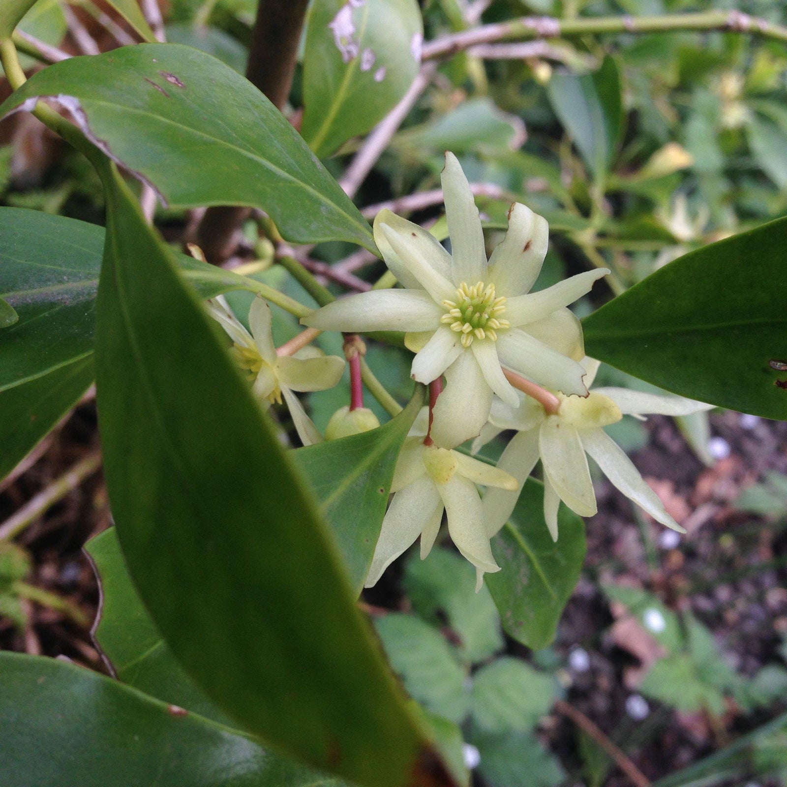 Illicium x ‘NCIH2’ ~ Orion Anise, Star Flower-ServeScape