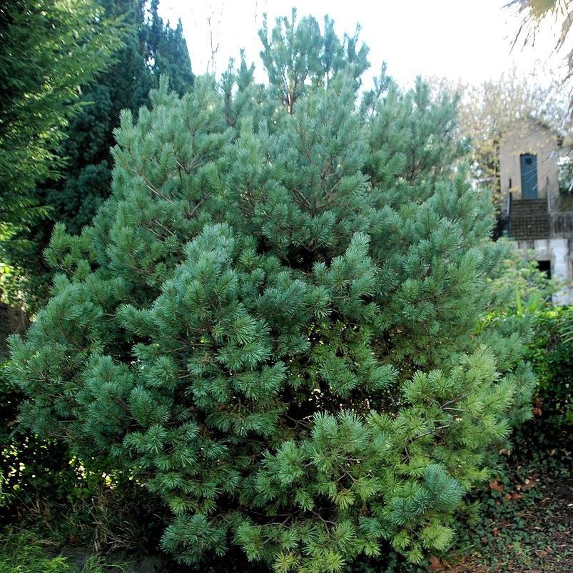 Pinus mugo ~ Mugo Pine-ServeScape