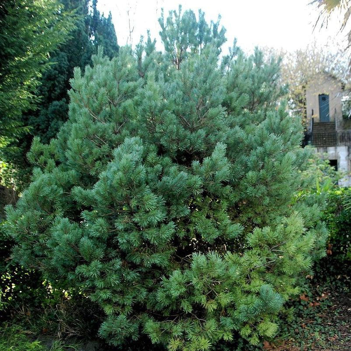 Pinus mugo ~ Mugo Pine-ServeScape