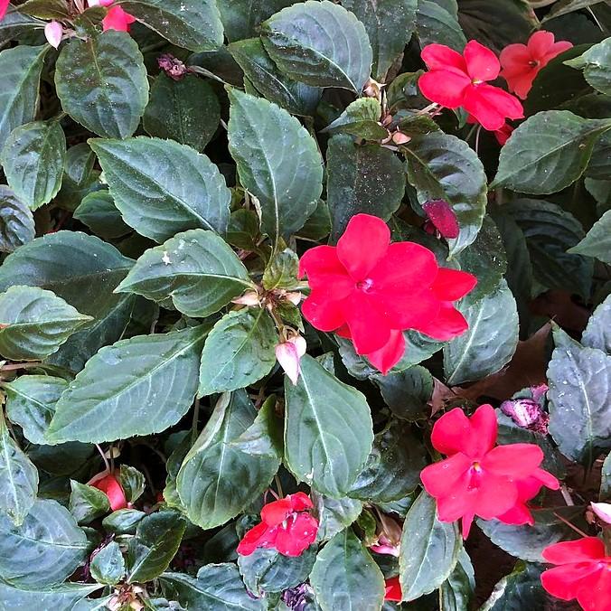 Impaitens Walleriana 'XDR Mix' ~ Imara™ XDR Impatiens-ServeScape