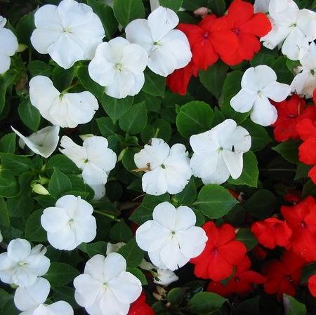 Impaitens Walleriana 'XDR Mix' ~ Imara™ XDR Impatiens-ServeScape