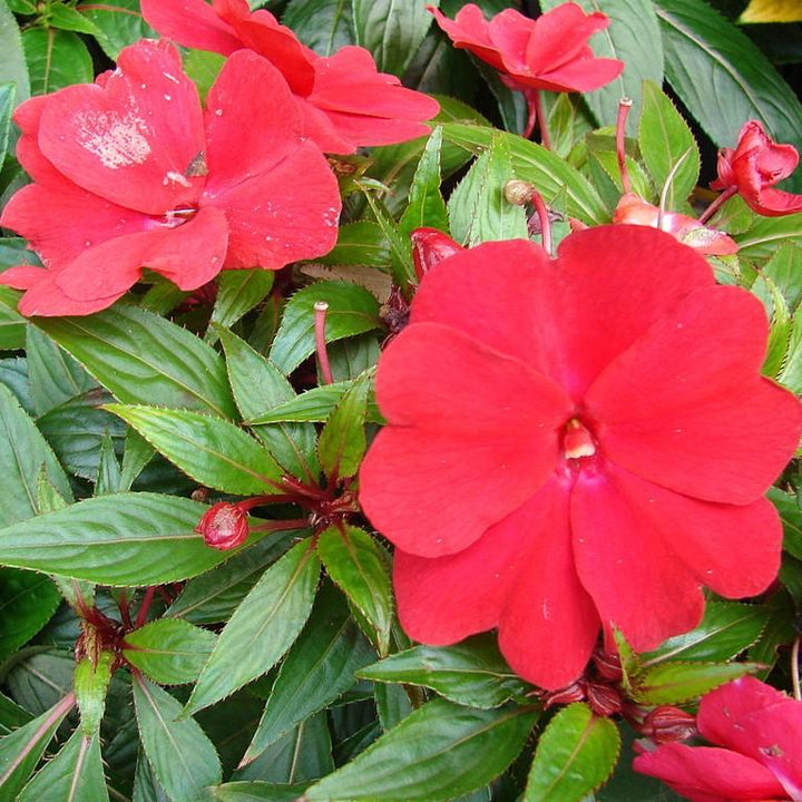 Impatiens hawkeri 'Tamarinda Dark Red' ~ Tamarinda Dark Red Impatiens-ServeScape