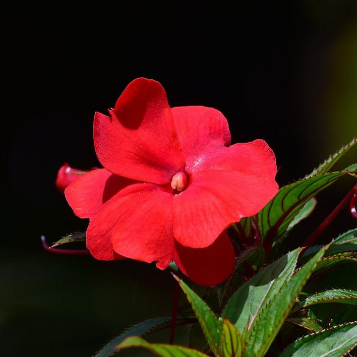 Impatiens hawkeri 'Tamarinda Dark Red' ~ Tamarinda Dark Red Impatiens-ServeScape