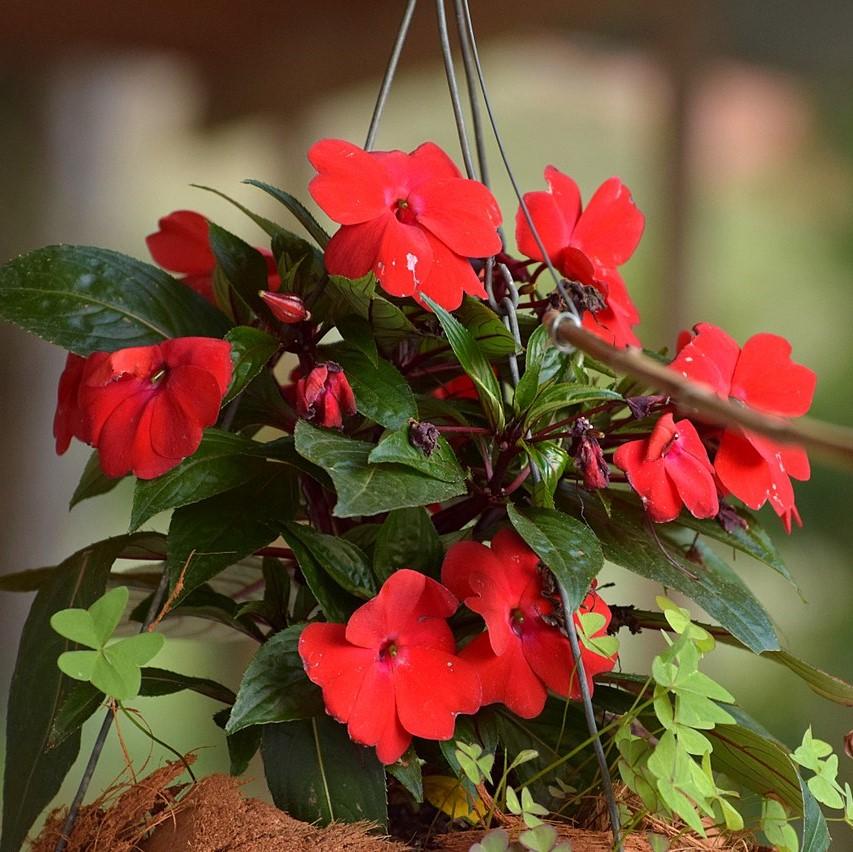 Impatiens hawkeri 'Tamarinda Dark Red' ~ Tamarinda Dark Red Impatiens-ServeScape