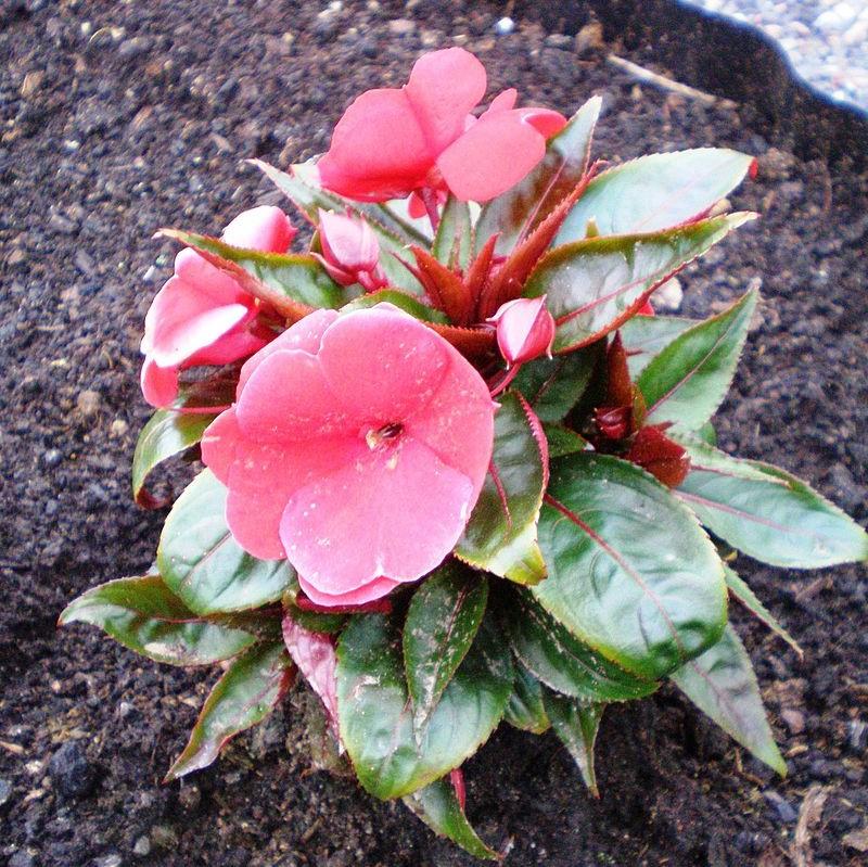 Impatiens hawkeri 'Tamarinda Pink' ~ Tamarinda Pink Impatiens-ServeScape