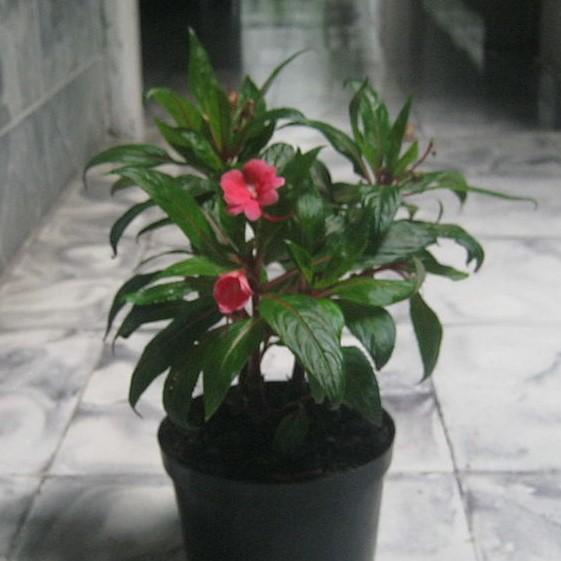 Impatiens hawkeri 'Tamarinda Pink' ~ Tamarinda Pink Impatiens-ServeScape
