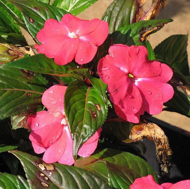 Impatiens hawkeri 'Tamarinda Pink' ~ Tamarinda Pink Impatiens-ServeScape