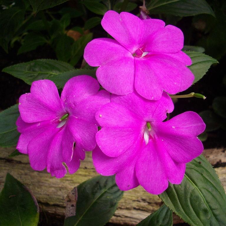 Impatiens walleriana 'XDR Purple' ~ Imara™ XDR Purple Impatiens-ServeScape