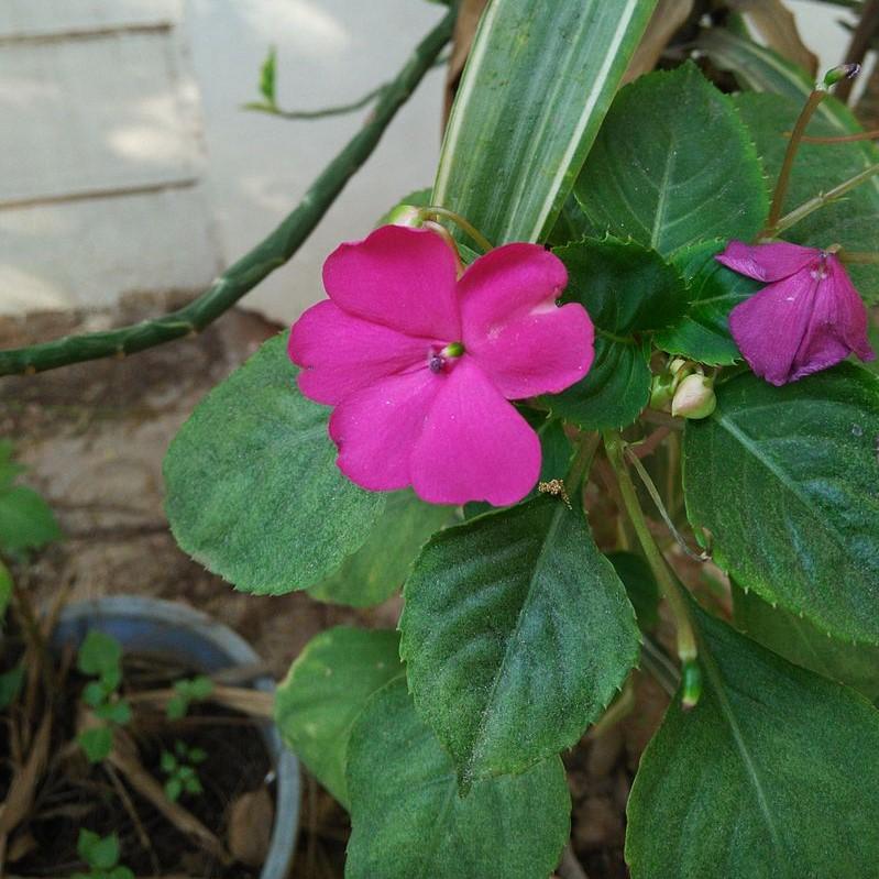 Impatiens walleriana 'XDR Purple' ~ Imara™ XDR Purple Impatiens-ServeScape