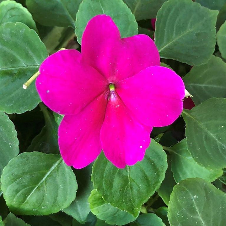 Impatiens walleriana 'XDR Purple' ~ Imara™ XDR Purple Impatiens-ServeScape