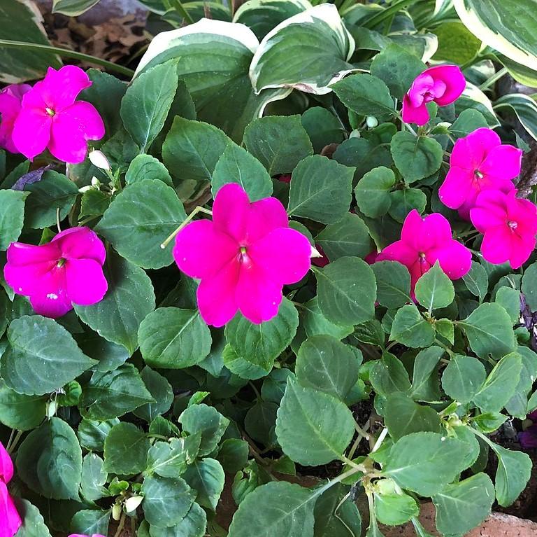 Impatiens walleriana 'XDR Purple' ~ Imara™ XDR Purple Impatiens-ServeScape