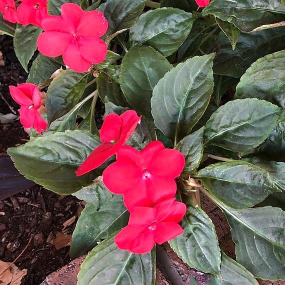 Impatiens walleriana 'XDR Rose' ~ Imara™ XDR Rose Impatiens-ServeScape