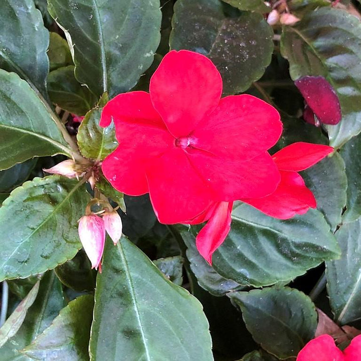 Impatiens walleriana 'XDR Rose' ~ Imara™ XDR Rose Impatiens-ServeScape