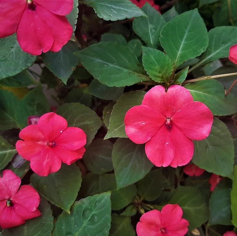 Impatiens walleriana 'XDR Rose' ~ Imara™ XDR Rose Impatiens-ServeScape