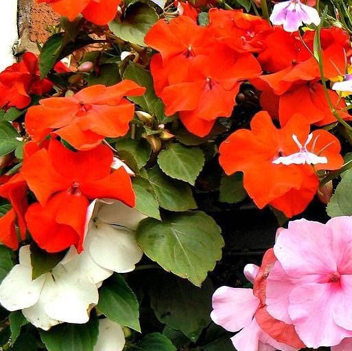 Impatiens walleriana 'XDR Salmon Shades' ~ Imara™ XDR Salmon Shades-ServeScape