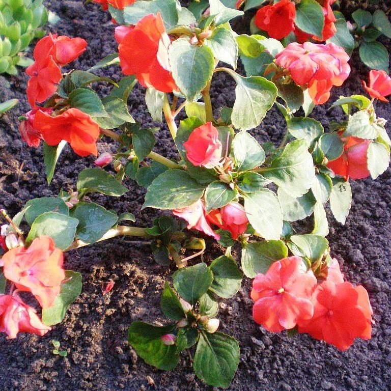 Impatiens walleriana 'XDR Salmon Shades' ~ Imara™ XDR Salmon Shades-ServeScape