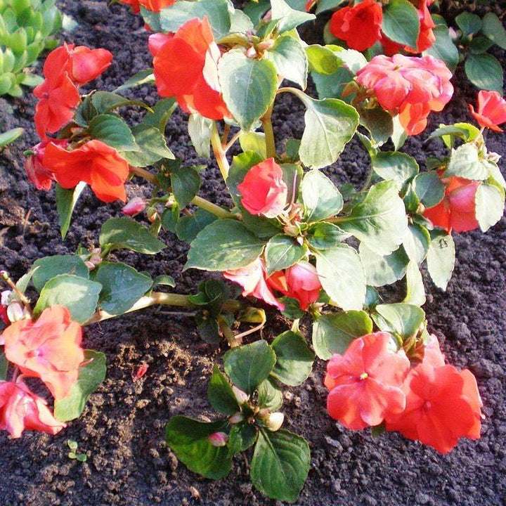Impatiens walleriana 'XDR Salmon Shades' ~ Imara™ XDR Salmon Shades-ServeScape