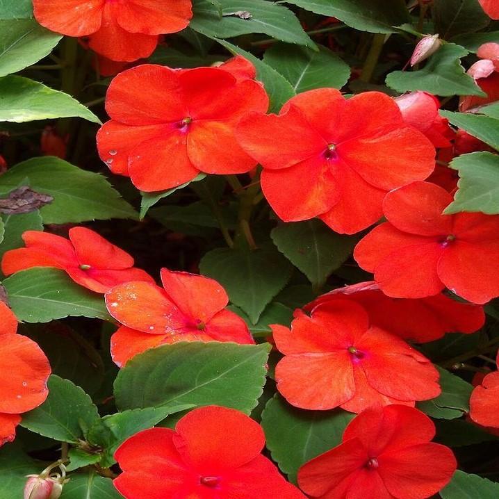 Impatiens walleriana 'XDR Salmon Shades' ~ Imara™ XDR Salmon Shades-ServeScape