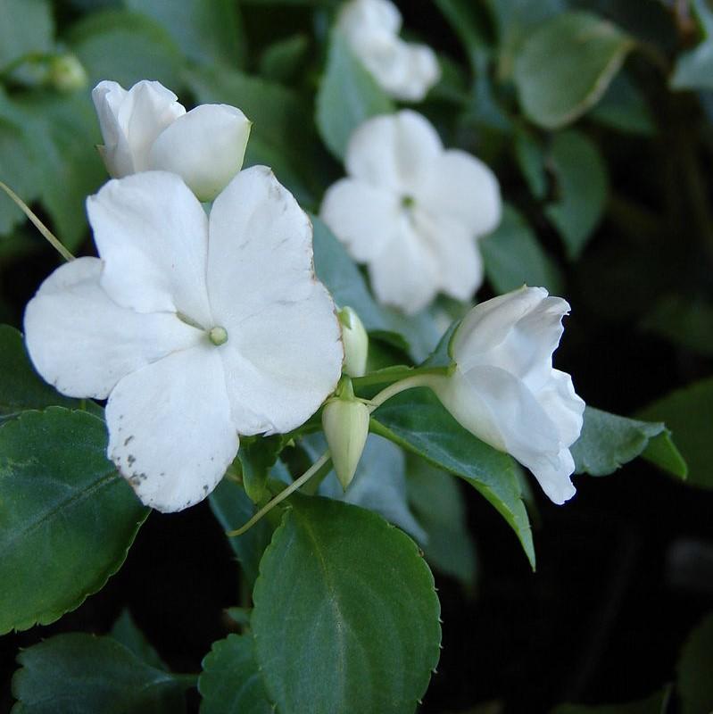 Impatiens walleriana 'XDR White' ~ Imara™ XDR White Impatiens-ServeScape