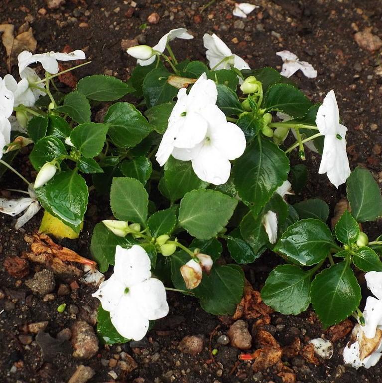 Impatiens walleriana 'XDR White' ~ Imara™ XDR White Impatiens-ServeScape