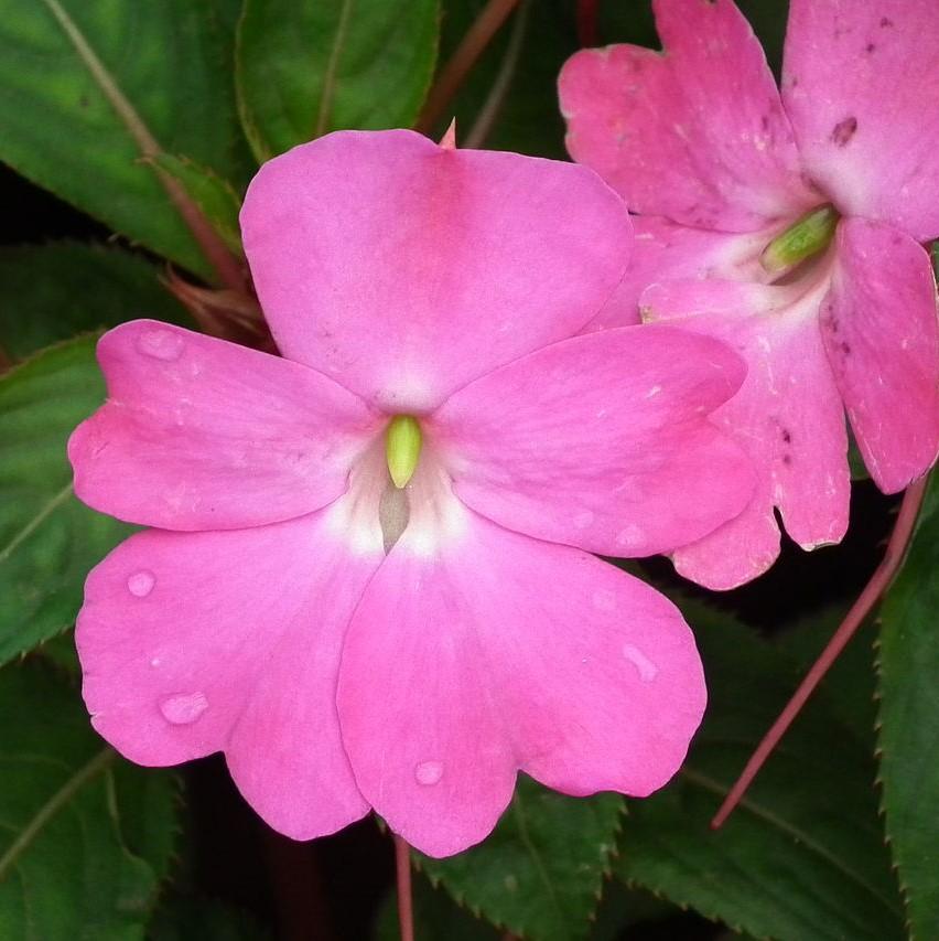 Impatiens x hybrida 'SAKIMP012' ~ SunPatiens® Compact Lilac Impatiens-ServeScape