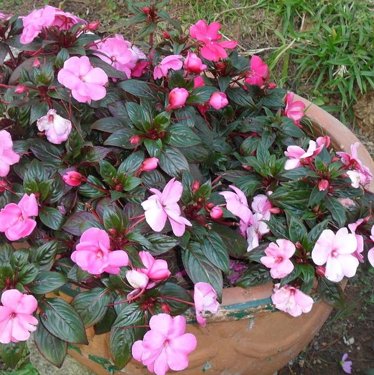 Impatiens x hybrida 'SAKIMP012' ~ SunPatiens® Compact Lilac Impatiens-ServeScape