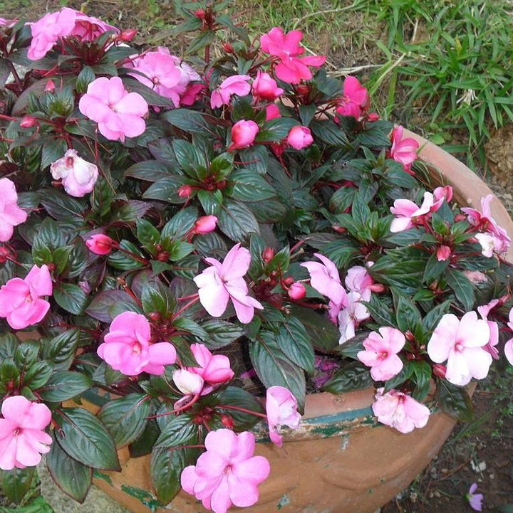 Impatiens x hybrida 'SAKIMP012' ~ SunPatiens® Compact Lilac Impatiens-ServeScape
