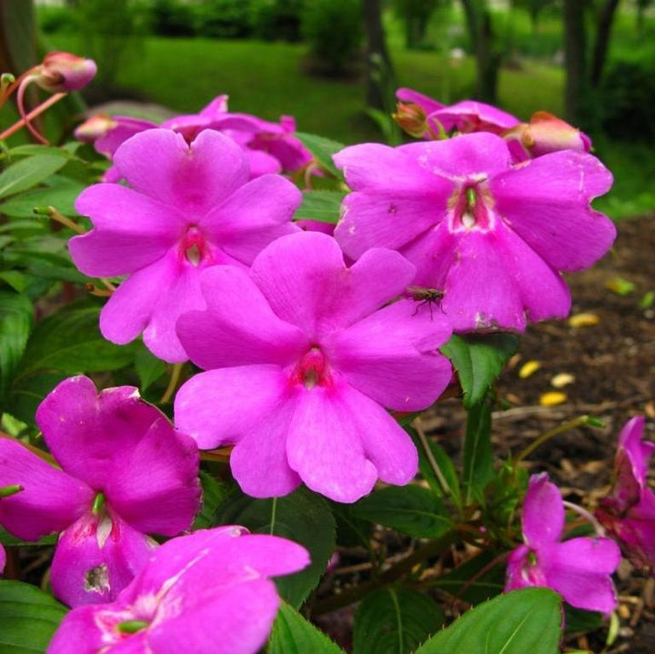 Impatiens x hybrida 'SAKIMP012' ~ SunPatiens® Compact Lilac Impatiens-ServeScape