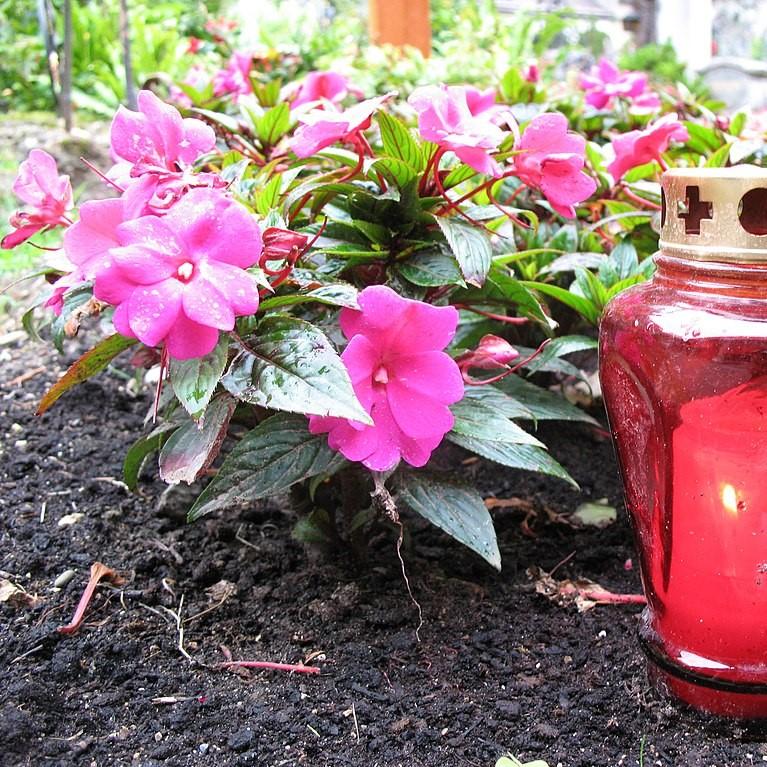 Impatiens x hybrida 'SAKIMP012' ~ SunPatiens® Compact Lilac Impatiens-ServeScape