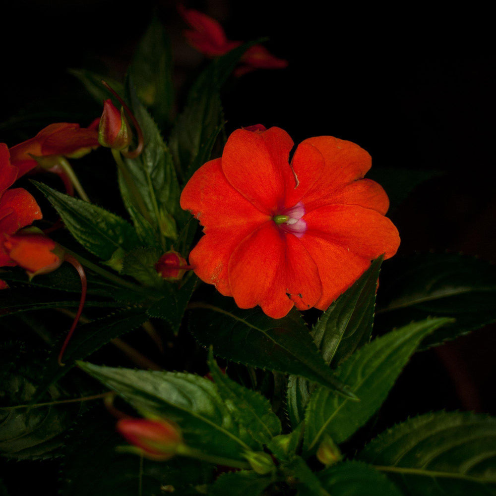 Impatiens x hybrida 'SAKIMP025' ~ SunPatiens® Compact Electric Orange Impatiens-ServeScape