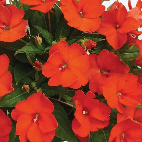 Impatiens x hybrida 'SAKIMP025' ~ SunPatiens® Compact Electric Orange Impatiens-ServeScape