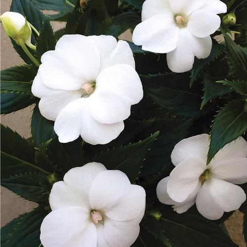 Impatiens x hybrida 'SAKIMP027' ~ SunPatiens® Compact White Impatiens-ServeScape