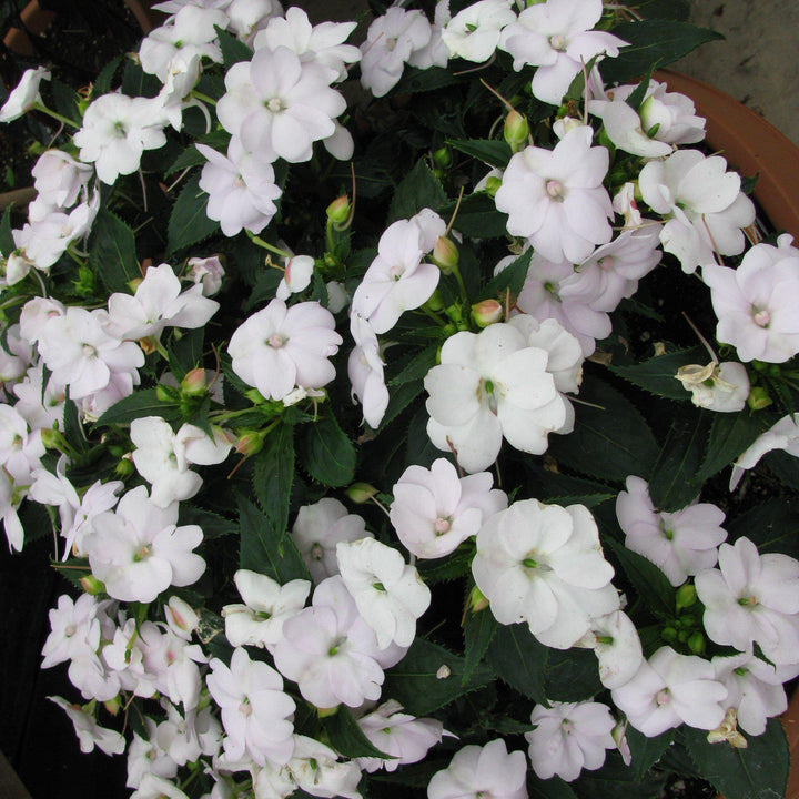 Impatiens x hybrida 'SAKIMP027' ~ SunPatiens® Compact White Impatiens-ServeScape