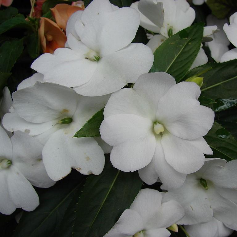Impatiens x hybrida 'SAKIMP027' ~ SunPatiens® Compact White Impatiens-ServeScape