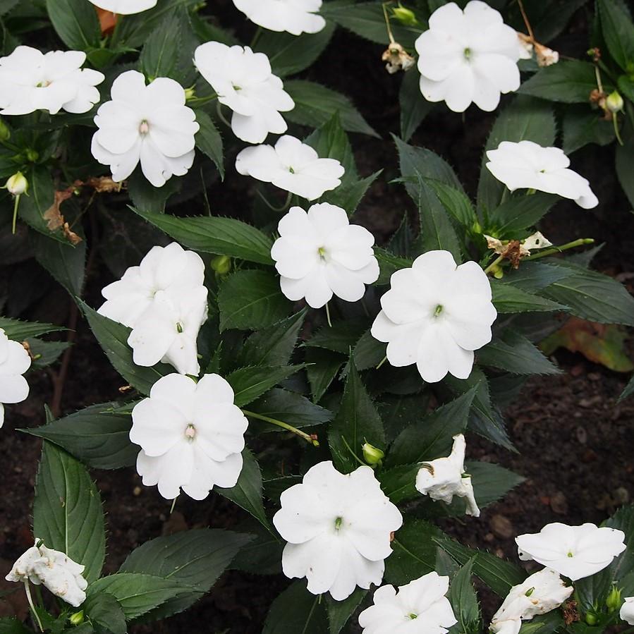 Impatiens x hybrida 'SAKIMP027' ~ SunPatiens® Compact White Impatiens-ServeScape