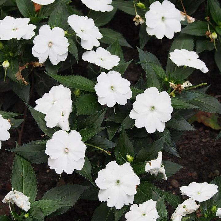 Impatiens x hybrida 'SAKIMP027' ~ SunPatiens® Compact White Impatiens-ServeScape